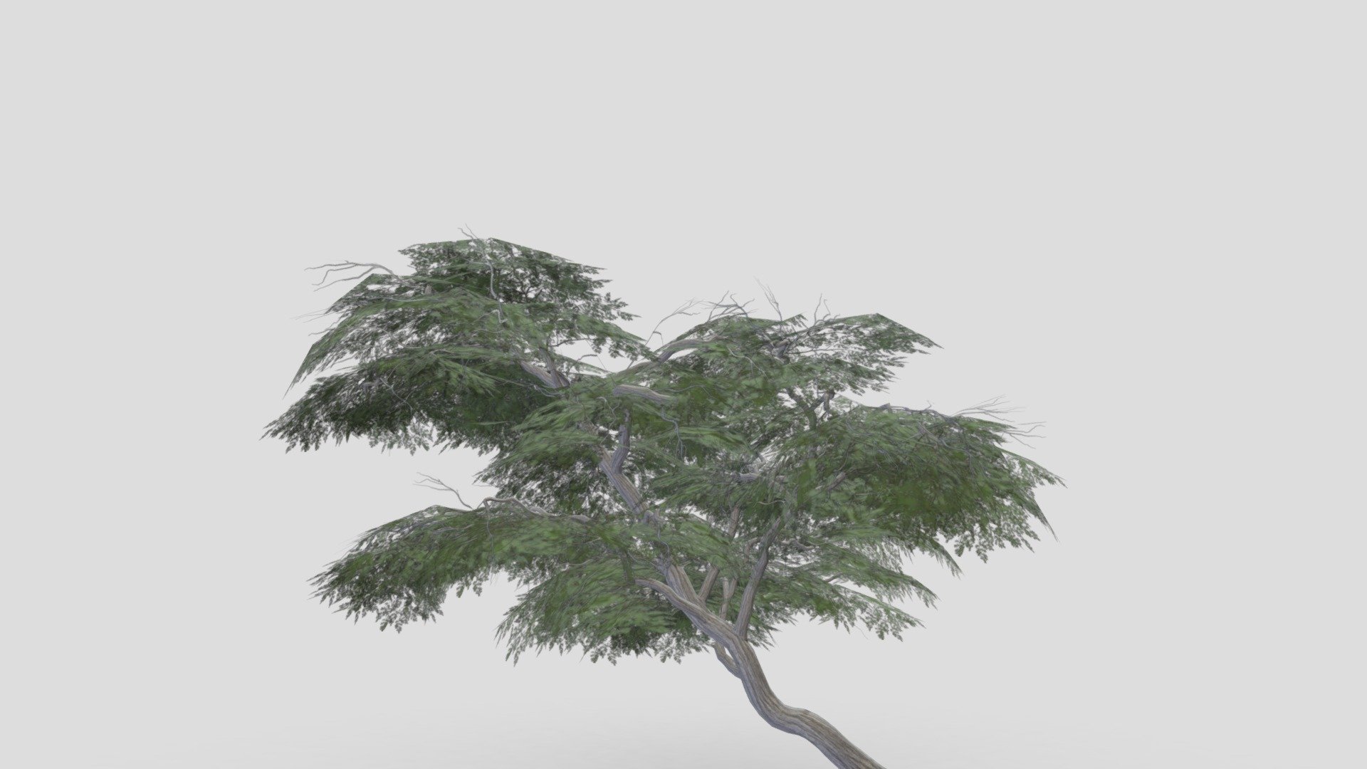 I tried to work on Acacia Tree 3D model. So after a long time I made this 3D low poly model of Acacia Tree.