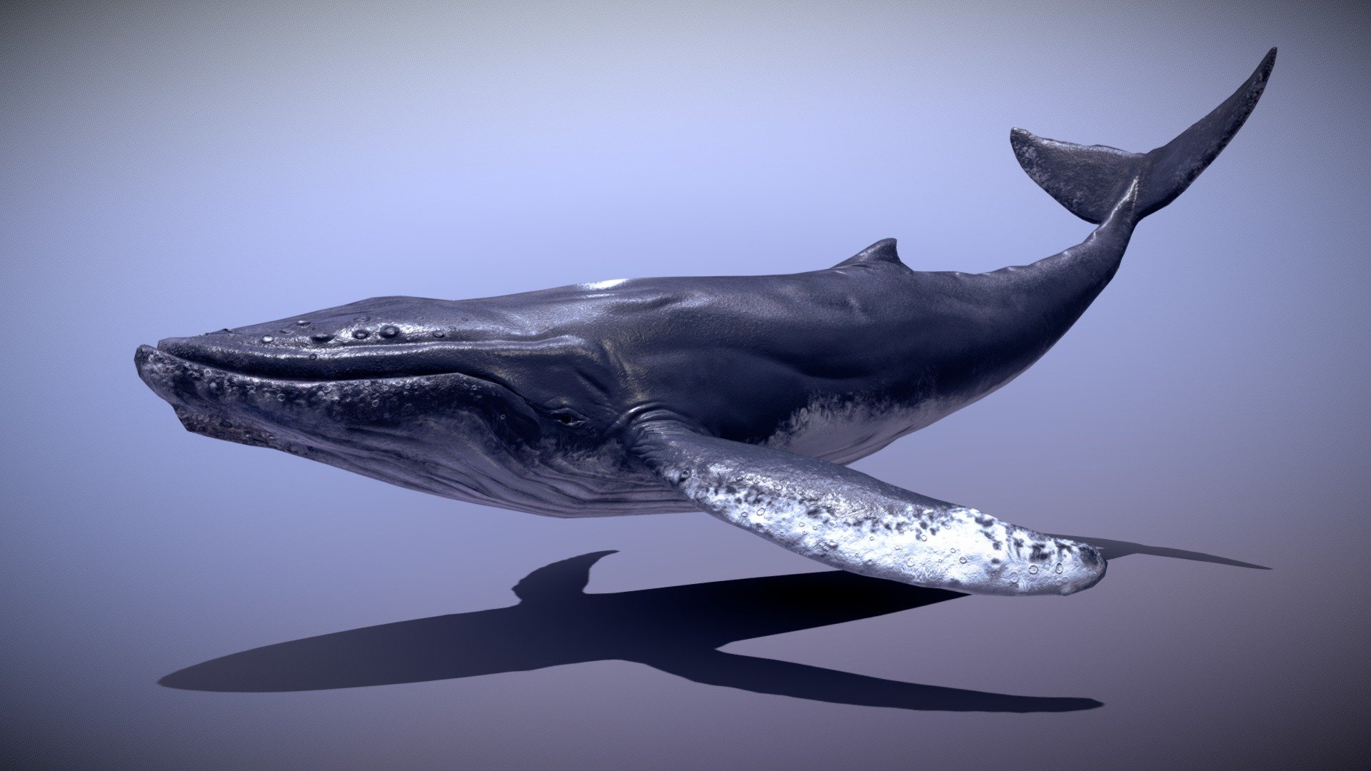 The Humpback whale 3d was made in blender 2.9 and painted in substance painter , is subdivison ready and have a clean topology , without subdivision it haves 5105 verts and with it, it haves 18262 verts , It is fully rigged with basic bones , it have a total of 7 animations : idle , swim1 ,swim 2 ,jump for left, right and straight and a mouth open one.

The texture have two variants one with dirty jaw spots and the other without it, comes with 4k, 2k and 1k textures for both variants : diffuse , normal , roughness (dry and wet)  ,height/displacement and AO maps  , baked normal map from a high poly model and place it in the low poly model , uv wrapped it manually .

Eyes and tongue , all is in one texture except for the barbs .

Comes with blend file and the textures attached in rar.

I did a remodel of this model go check it!
https://sketchfab.com/3d-models/humpback-whale-2a72200995344602a4daab15e8872766