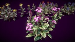 Flower Tradescantia Nanouk plant, flower, vegatation, asset