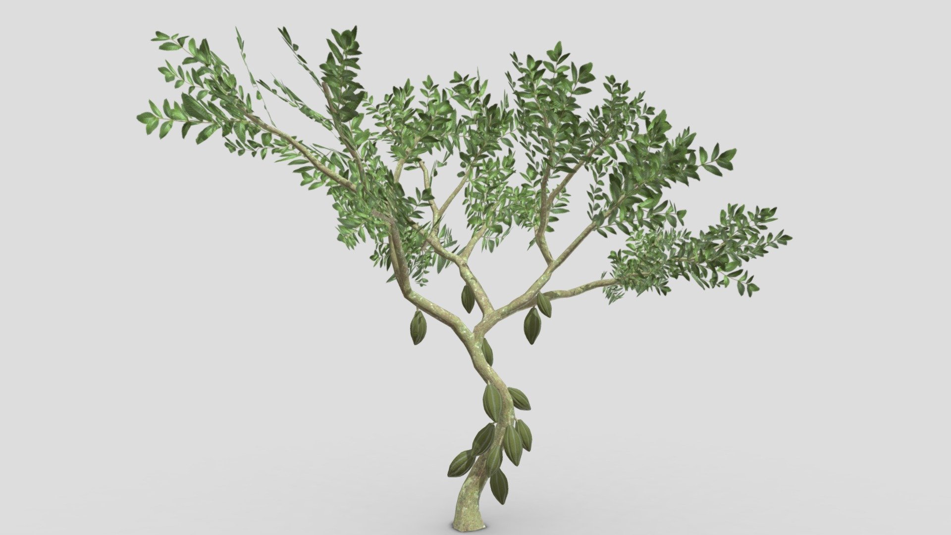 This is a 3D low poly model of a Cacao tree that you can use in your projects.

Info:

Theobroma cacao is a small evergreen tree in the family Malvaceae. Its seeds, cocoa beans, are used to make chocolate liquor, cocoa solids, cocoa butter, and chocolate. Native to the tropics of the Americas, the largest producer of cocoa beans in 2018 was Ivory Coast, at 2.2 million tons.