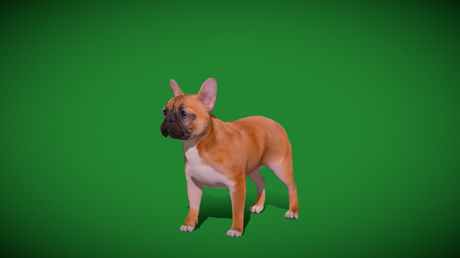 

French Bulldog Breed (Bouledogue Français)companion dog,toy dog,Pet,Cute 

Canis Lupis Animal Mammal (cross-breeding)Canine,French Breed

1 Draw Calls

MidPoly

Game Ready (Character)

Subdivision Surface Ready

11- Animations 

4K PBR Textures 1 Material

Unreal/Unity FBX 

Blend File 3.6.5 LTS / 4 Plus

USDZ File (AR Ready). Real Scale Dimension (Xcode ,Reality Composer, Keynote Ready)

Textures Files

GLB File (Unreal 5.1 Plus Native Support,Gadot)


Gltf File ( Spark AR, Lens Studio(SnapChat) , Effector(Tiktok) , Spline, Play Canvas,Omiverse ) Compatible




Triangles -18455



Faces -9849

Edges -19396

Vertices -9603

Diffuse, Metallic, Roughness , Normal Map ,Specular Map,AO


The French Bulldog, French: Bouledogue Français, is a French breed of companion dog or toy dog. It appeared in Paris in the mid-nineteenth century, apparently the result of cross-breeding of Toy Bulldogs imported from England and local Parisian ratters.