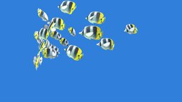 Schooling Double Saddle Fish school, fish, underwater, double, saddle, coral, butterfly, bay, coralreef, folk, schooling, animation, animated
