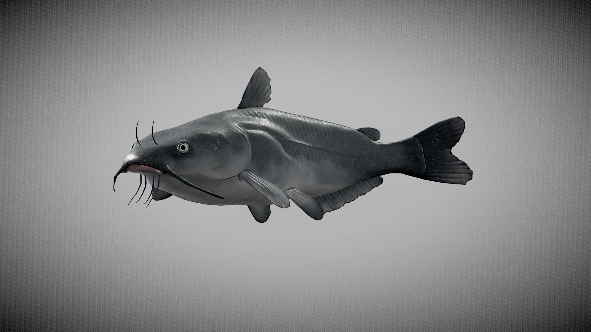 Available on Fab:

https://fab.com/s/f741c4202ed3
Blue catfish, created in Blender, Zbrush Core and Substance Painter original blender file in the Zip folder uploaded!

Textures 4096x4096:* - body: albedo, roughness, Ambient occlusion, normal - eyes and fins: albedo, roughness, Ambient occlusion, normal, opacity - mane and tail: color node, normal and opacity

Original Blender file with PBR materials in the zip file

wiki: The blue catfish (Ictalurus furcatus) is a large species of North American catfish, reaching a length of 65 in (170 cm) and a weight of 165 lb (75 kg). The continent’s largest, it can live to 20 years, with a typical fish being between 25–46 in (64–117 cm) and 30–70 lb (14–32 kg). Native distribution is primarily in the Mississippi River and Louisiana drainage systems, including the Missouri, Ohio, Tennessee, and Arkansas Rivers, the Des Moines River in south-central Iowa, the Rio Grande, and south along the Gulf Coast to Belize and Guatemala.