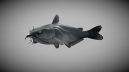Blue catfish anatomy, fish, underwater, fisherman, fins, catfish, pbr_material, 3d, blender, model, blue, aquaticanimal, aquatic-life, noai, underwaterlife, ictalarus, furcatus, 3dmodelcatfish, gamereadycatfish, vrreadycatfish, digitalwildlife