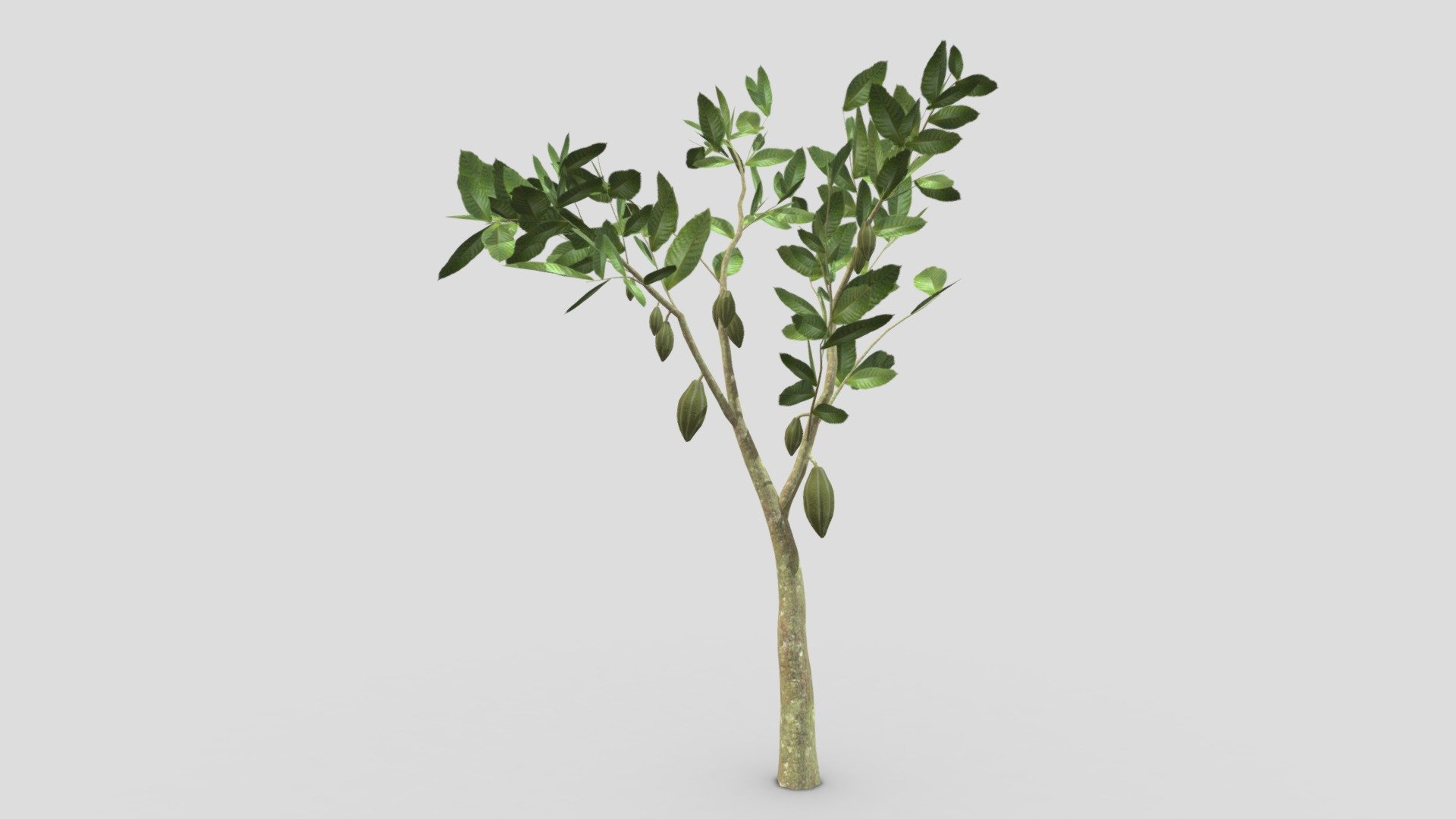 This is a 3D low poly model of a Cacao tree that you can use in your projects.

Info:

Theobroma cacao is a small evergreen tree in the family Malvaceae. Its seeds, cocoa beans, are used to make chocolate liquor, cocoa solids, cocoa butter, and chocolate. Native to the tropics of the Americas, the largest producer of cocoa beans in 2018 was Ivory Coast, at 2.2 million tons.