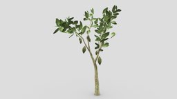 Cacao Tree(Green Fruit)- 01 cacao-tree, 3d-cacaotree, lowpoly-cacao, 3d-lowpoly-cacao, cocoatree