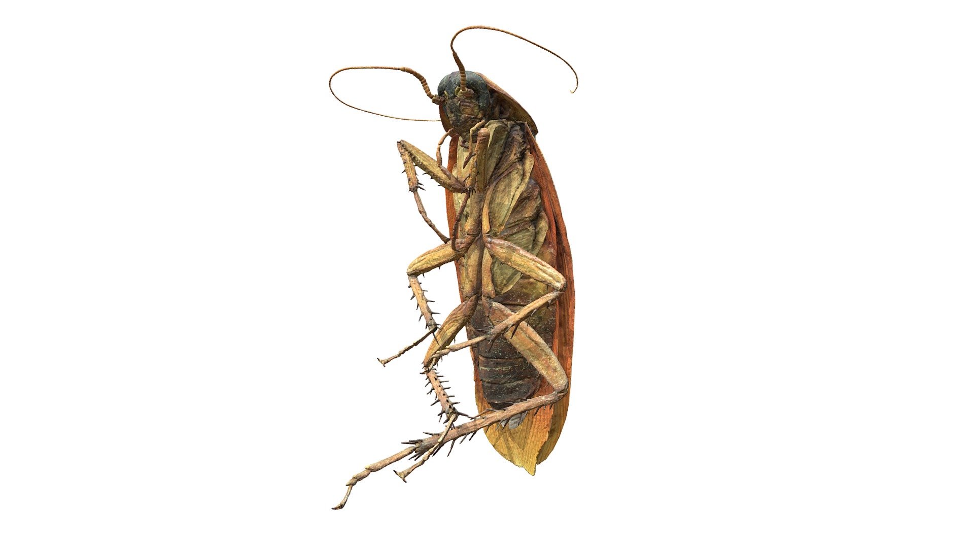 This is a 3D scan of a cockroach I bought on etsy. It's part of a larger project where I combined 3D modeled assets with photogrammetry (see http://whatswrongwithwhite.tumblr.com/image/177884973392 ). I used a lot of custom photo equipment (macro lens, polarization filters, extension tubes and a 3D printed cockroach holder from shapeways). For cleanup I used blender (cleaning up holes, chopping up into body parts, modeling deatils). For the final material design and export Substance Painter did a great job.

Making Of:
http://whatswrongwithwhite.tumblr.com/playroach

full scene:
https://skfb.ly/6BPQU

Used in this NYT article:
https://www.nytimes.com/interactive/2018/10/25/multimedia/bugs-halloween-kids-ar-ul.html