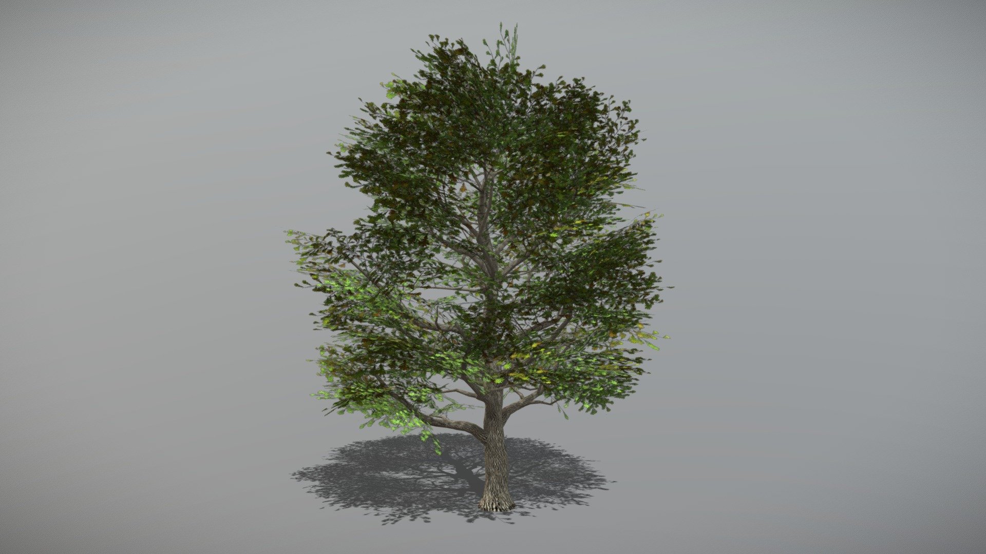 Animated Oak tree + FBX LOD Model

• LOD0 = 6,437 Tris

• LOD1 = 3,217 Tris

• LOD2 = 1,622 Tris
