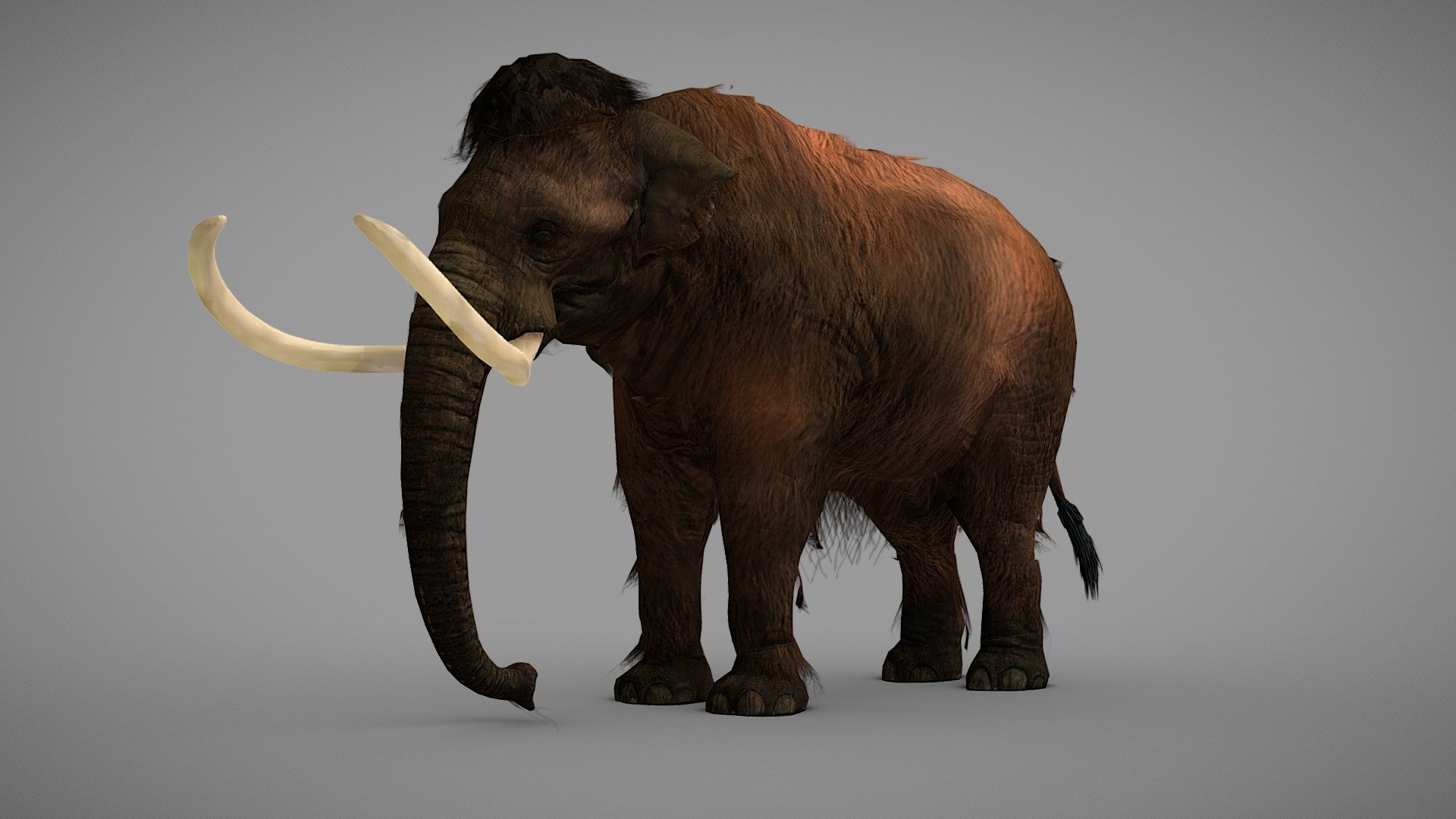 Mammuthus primigenius rigged model



The model has textures and retopology.
It is rigged and useful for animation and Game-character creation.

If you liked the model, please, leave a positive review!