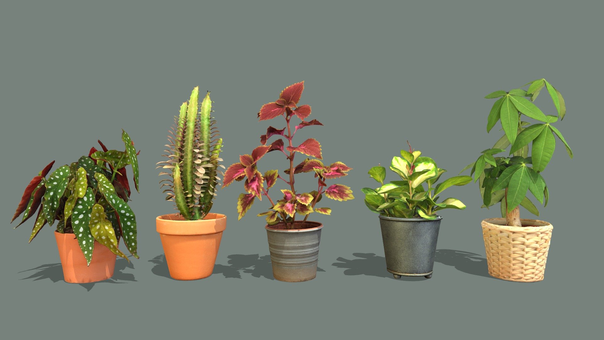This pack includes individual high poly models and low poly version (about 80k vertices) from each plant.

8k diffuse maps, 4k normal maps, 4k ambient occlusion maps, 4k subsurface maps.