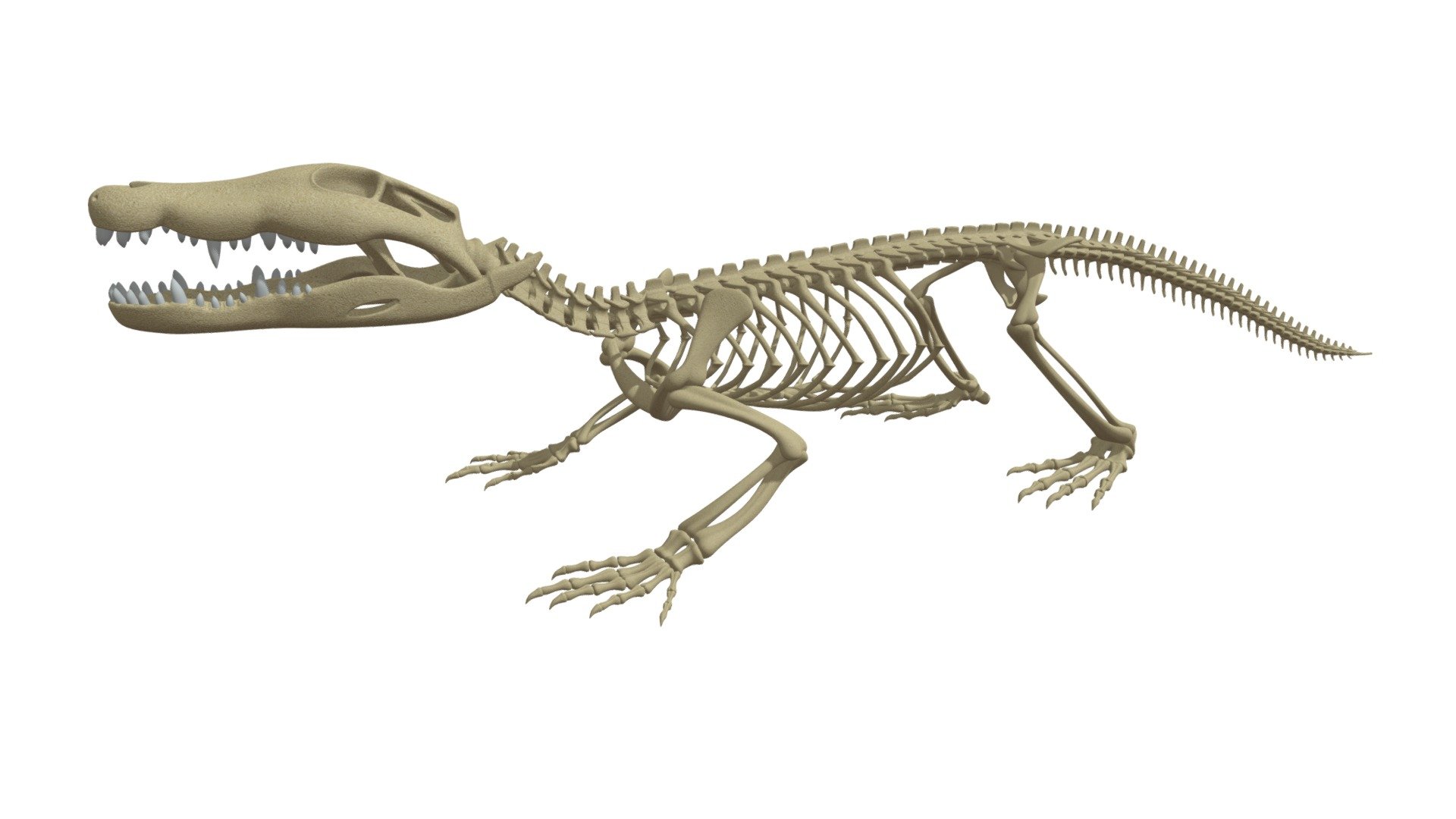 Detailed 3d model of crocodile skeleton.

If you need other 3d formats, please contact us.