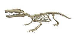 Crocodile Skeleton africa, crocodile, lizard, reptile, tetrapod, amphibian, alligator, reptiles, gator, crustaceans, mammals, predatory, ravenous, animal, monster, dragon, dinosaur