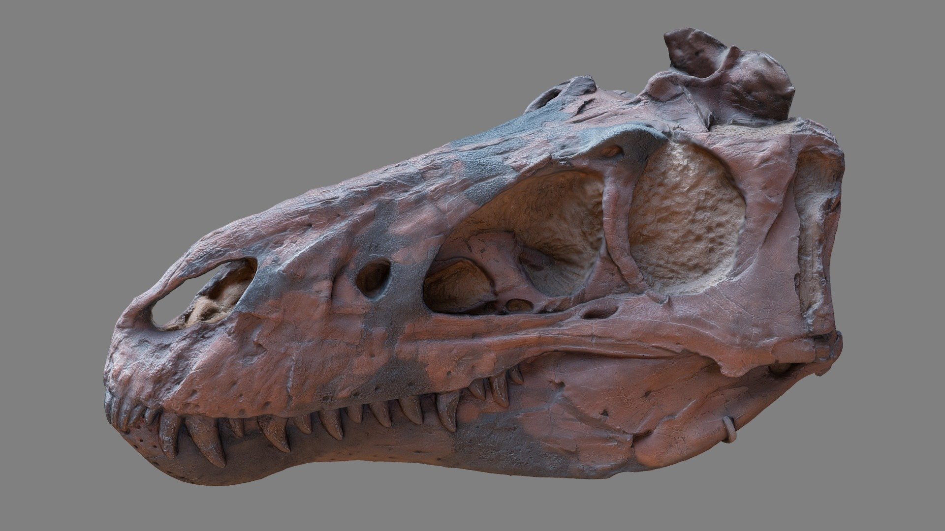 7 years ago, I scanned this Nanotyrannus : https://sketchfab.com/3d-models/nanotyrannus-lancensis-young-t-rex-7b0967fa27674d959647868686b6717b . However, the model was far from perfect.
I figured I would scan it again for the Agisoft Nature Challenge. 

This time, I managed to create a watertight model that should be 3D printable. I also set the number of polygons to 300k on purpose : half the weight of the original model, but with more details ! 

This is a cast of the real fossil of a Nanotyrannus Lancensis found in Gilmore, Montana, in the Hell Creek formation, in 1946. It is about 65 million years old. Scientists used to think Nanotyrannus Lancensis was a species distinct from the famous T-Rex, but recent discoveries tend to show that a nanotyrannus is actually a young T-Rex.

You might ask yourself why the skull is not symmetrical : this deformation occured during the fossilization process.

3D scanned at the Museum d'Histoire Naturelle, Paris, France.
