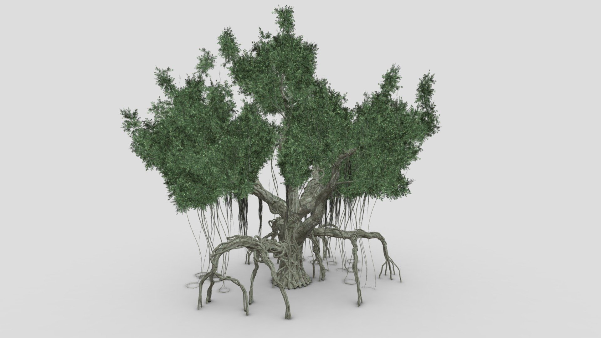 We provide a banyan, also spelled “banian”, is a fig that begins its life as an epiphyte, i.e. a plant that grows on another plant, when its seed germinates in a crack or crevice of a host tree or edifice.We hope you use it free and lets see your comments.