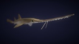 Japanese Sawshark shark, saw, marine, fish, ocean, saltwater, deepwater, deep-sea, sawshark, sea, noai, condricthyes