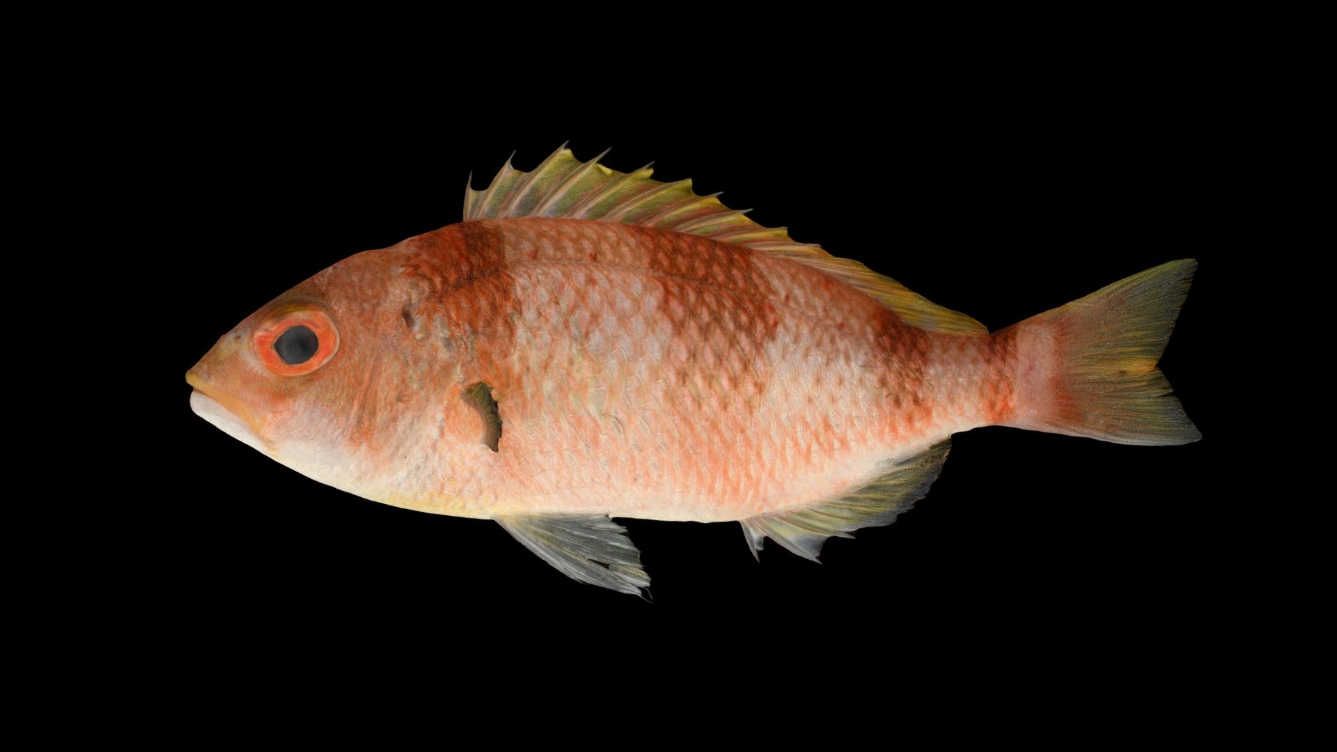 License: CC0  

Animalia 動物界

　Chordata 脊索動物門

　　Osteichthyes 硬骨魚綱

　　　Perciformes スズキ目

　　　　Nemipteridae イトヨリダイ科

　　　　　Parascolopsis タマガシラ属

　　　　　　Parascolopsis inermis タマガシラ  

海水魚 魚類