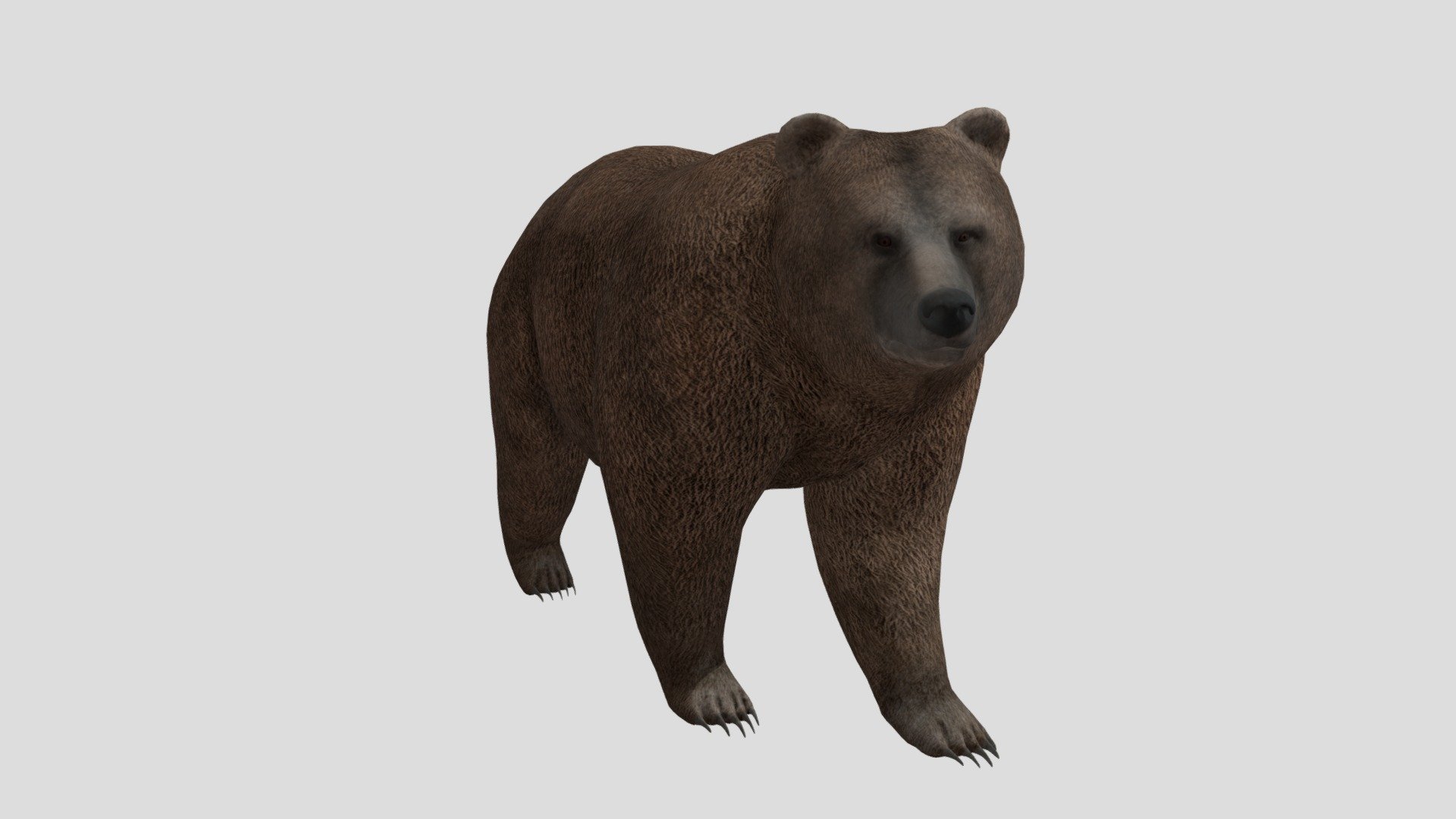 brown bear. works in blender. paint 3d. and more.
and its free