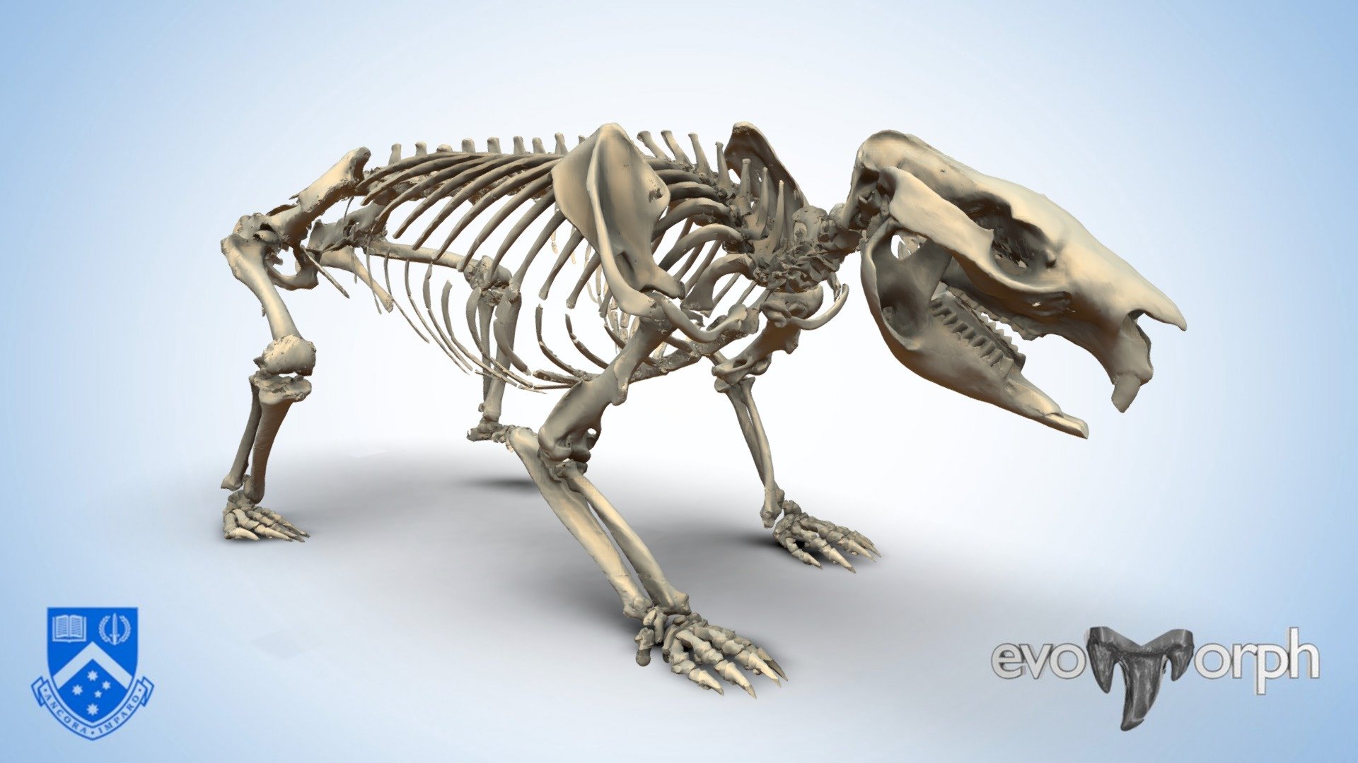 Common wombats (Vombatus ursinus) are one of Australia's most iconic large marsupials. They have strong forelimbs with spade-like paws adapted for digging  extensive burrow networks.  

Specimen Number: 
MUVU1 (Monash University Anatomy Teaching Collection).

Scanning and data processing:
Scanning was performed by Hazel Richards using a Siemens Somatom GoUp medical CT scanner at Monash Biomedical Imaging, a Technology Research Platform at Monash University. The thresholded model was processed in Blender and uploaded to Sketchfab by Dr David Hocking.

For more information please visit the Evans EvoMorph Lab website.