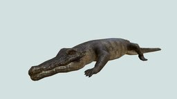 CROCODILE africa, crocodile, animals, lizard, wild, mammal, african, realistic, reptile, amphibian, crocodiles, aligator, animal, animation, dragon