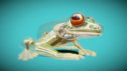 Red-eyed tree frog interior tree, skeleton, red, frog, organs, australian, internal, eyed, skin