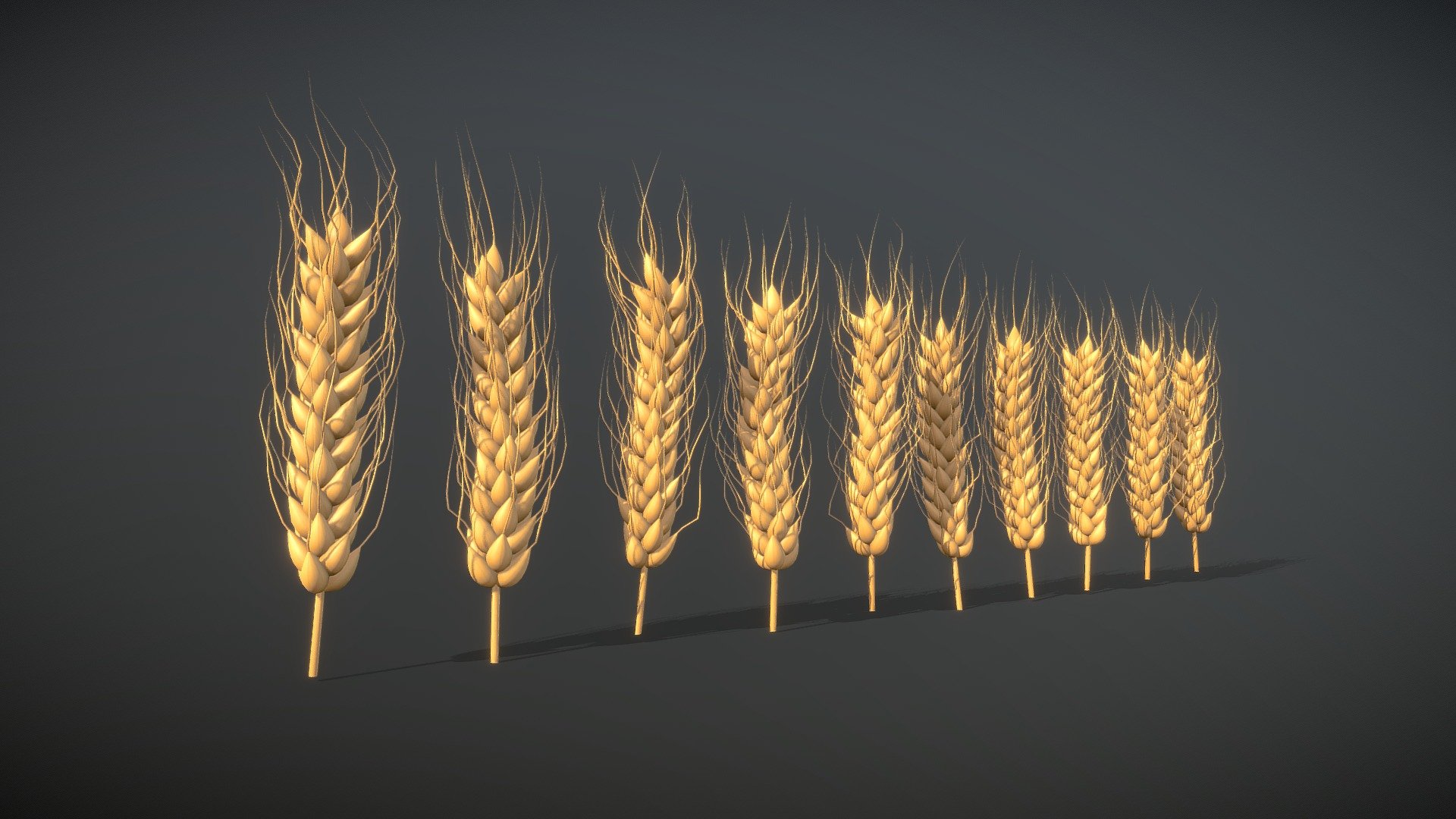 Fully generated models of wheat with diffuse &amp; normals

11k quad poly each, ready for subdivide

Feel free to use it everywhere you want. It would be nice if you send me link to results :)