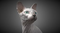 Sphynx Cat cat, sphynx, ready, realistic, game, 3d, lowpoly, model