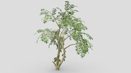 Cacao Tree( Green Fruit)- 05 cacao-tree, 3d-cacaotree, lowpoly-cacao, 3d-lowpoly-cacao, cocoatree