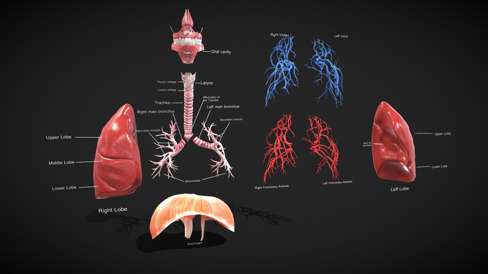 Respiratory System




No errors or missing files

High-quality polygonal model

No N-GONS Faces

This model is created in polygon quad &amp; tri with good edge flow

Correctly scaled accurate representation of the original object.

The scene is well arranged (proper layer and group)

Objects, materials, and textures are named.

Units in centimeters




Lungs ----Polys: 15386-----Verts:15721

Larynx with Trachea ----Polys: 19902----Verts: 19982

Diaphragm ----Polys: 1294-----Verts: 1289

Veins and arteries ----Polys: 13282----Verts: 13428

Oral cavity ----Polys: 13278----Verts:13632

Teeth ----Polys: 11872----Verts:11882

Nasal cavity ----Polys: 1990----Verts: 2034

Tongue ----Polys: 559 ----Verts: 561

Respirator system




Polys: 76720

Verts: 77664

Dimension: 23x19x53

Formats:




3Ds Max 2014 _V-Ray

Maya 2016

Cinema 4D R15

FBX

OBJ

Diffuse Base - Glossiness- Normal- Specular- AO – Roughness- Metallic-Opacity