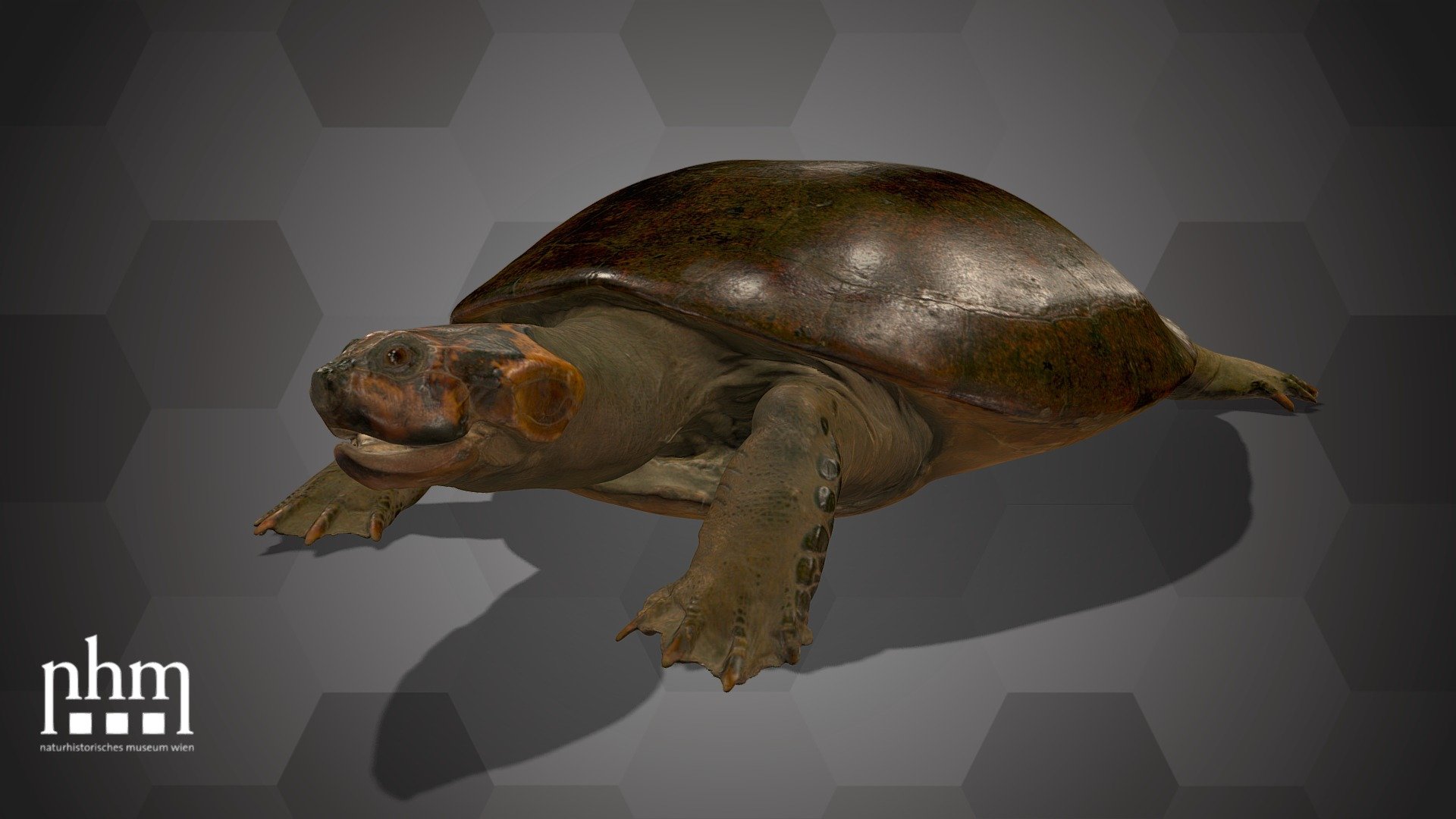 3D scan of an Arrau turtle (Podocnemis expansa). This specimen is an example for early taxidermy. This turtle was caught in 1832 on the banks of the Rio Solimões during an Austrian expedition in Brazil. It came to the NHM Vienna in 1834 and is one of a few found specimens of this rare species. Arrau turtles live in the wetland areas of South America and are among the largest freshwater turtles in the world. 

The Arrau turtle is Number 73 of the NHM Top 100 and can be found in Hall 28 of the NHM Vienna.

Specimen: Podocnemis expansa (Schweigger, 1812)

Inventory number: NHMW-ZOO-HS-1315

Collection: Natural History Museum Vienna, 1st Zoological Dept., Herpetology Coll. (curator: Silke Schweiger)

Find out more about the NHMW here.

Scanned and edited by Anna Haider &amp; Viola Winkler (NHMW)

Scanner: Artec Leo. Infrastructure funded by the FFG.