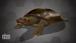 Arrau Turtle (NHMW-ZOO-HS-1315) turtle, 3dscanning, artec, museum, vienna, wien, 3dscan, artecleo, nhmw, naturhistorisches, nhmtop100, arrauturtle