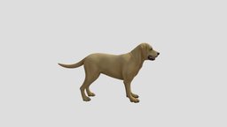 dog dog, pet, cool, animal