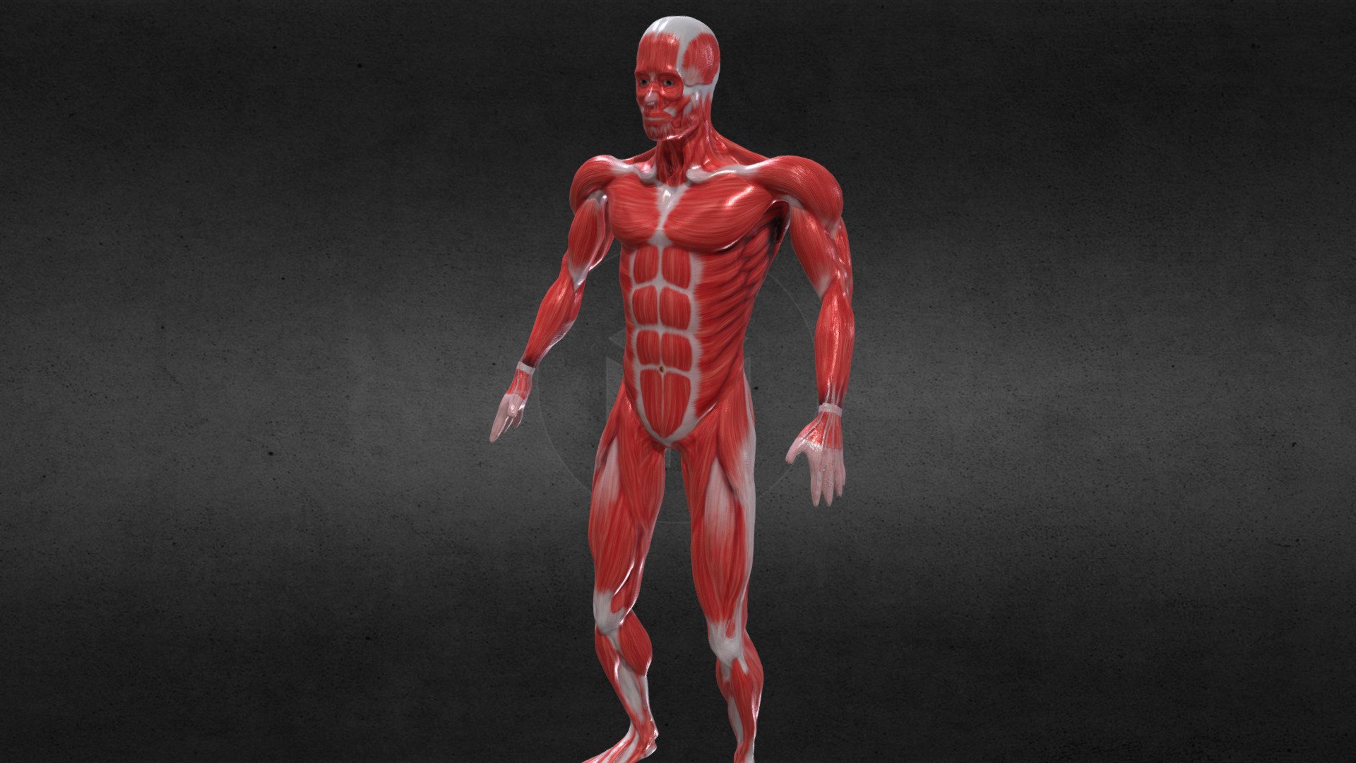 Breathing Idle Animation Anatomy Male Muscle RIGED
This is a complete character, with RIGGING bones ( skeleton ) , and with the LOOP animation of Breathing Idle, which also includes a 4K texture and a 2K normalmap.