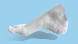 Woman's Foot 3D Scan feet, foot, 3dscan, medical, human, medical-model, medical-scan, human-model, human-feet, foot-model, womans-foot