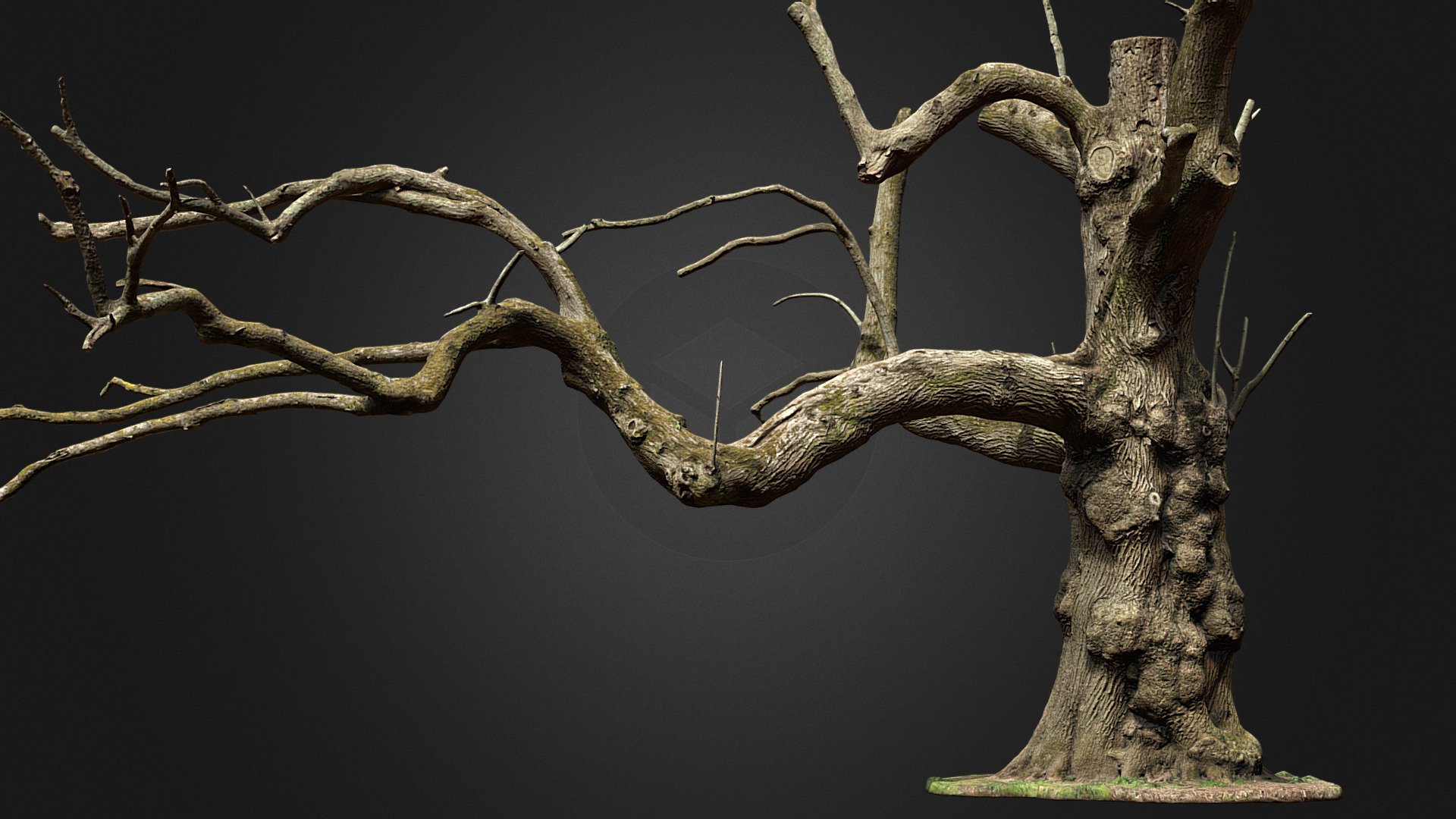 Chestnut tree trunk
Reconstructed in 3D using photogrammetry

110683 triangles

8k textures (color, normal,occlusion)

Format .blend and .obj
