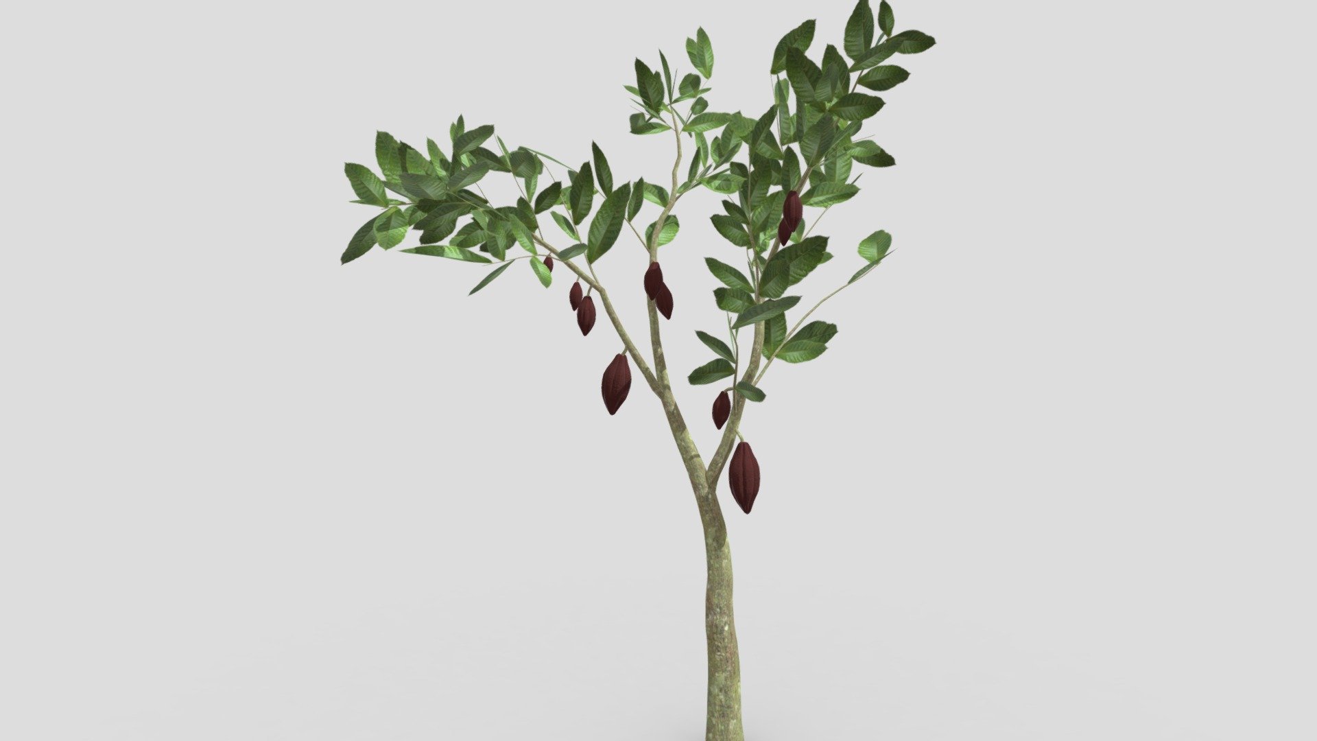 This is a 3D low poly model of a Cacao tree that you can use in your projects.

Info:

Theobroma cacao is a small evergreen tree in the family Malvaceae. Its seeds, cocoa beans, are used to make chocolate liquor, cocoa solids, cocoa butter, and chocolate. Native to the tropics of the Americas, the largest producer of cocoa beans in 2018 was Ivory Coast, at 2.2 million tons.