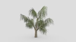 Weeping Willow Tree-06 weeping, willow, weepingwillow, asma3d, 3dweepingwillow, lowpolyweepingwillow, 3dweeepingwillow, 3dlowpolyweepingwillow, shidareyanagi, chui-liu, trauerweide, saucelloron, treurwilg, bydmjnwn, shjrlsfsf