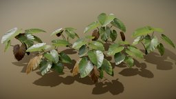 Elephant Ear tree, plant, lod, tropical, natural, 4k, game-ready, game-asset, elefante, oreja, environment