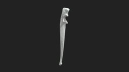 ulna (ulna) cat cat, katze, ulna, elle, veterinary-anatomy