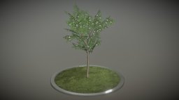 Rowan Tree - Sorbus-Aucuparia - 4m - Spring tree, grass, flora, small, baum, spring, rowan, vis-all-3d, ebereschen, 3dhaupt, city-tree, software-service-john-gmbh, sorbus, aucuparia, rowan-tree-sorbus-aucuparia-4m, low-poly, blender3d, gameasset