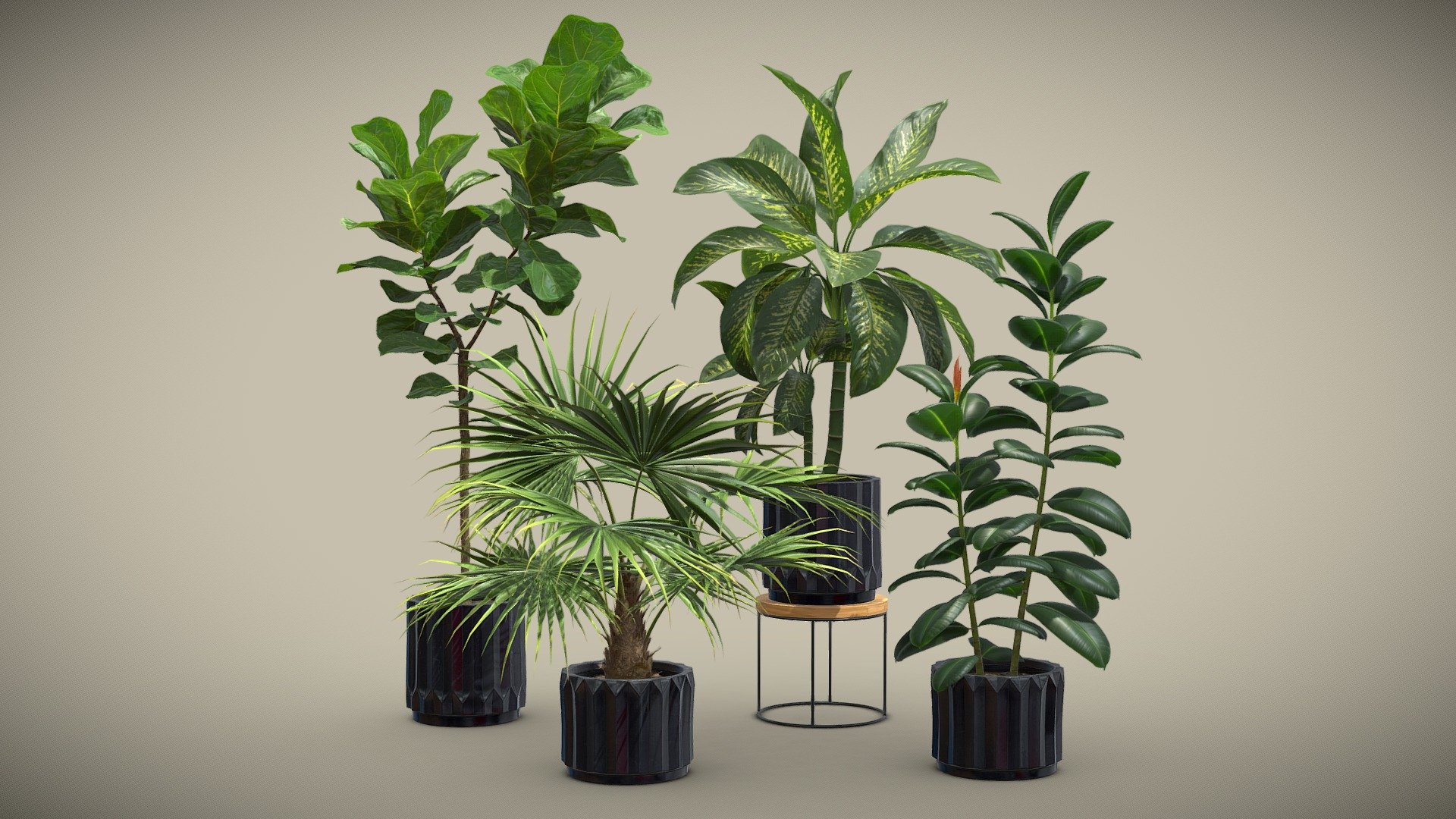 Indoor Plants Pack 45

This selection of indoor exotic plants will provide a nice touch to your interior renders.




Ficus Lyrata Fiddle Leaf Fig

Ficus Elastica Rubber Tree

Dieffenbachia Dumb Cane

Livistona Chinensis

4k Textures




Vertices  58 558

Polygons  50 897

Triangles 100 205
