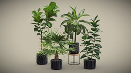 Indoor Plants Pack 45 pot, tropical, palm, indoor, exotic, potted, rubber, palmtree, terracotta, fig, fiddle, dieffenbachia, elastica, ficus, lyrata, livistona, dark, plastic, interior, chinensis, rubber-tree, dumb-cane