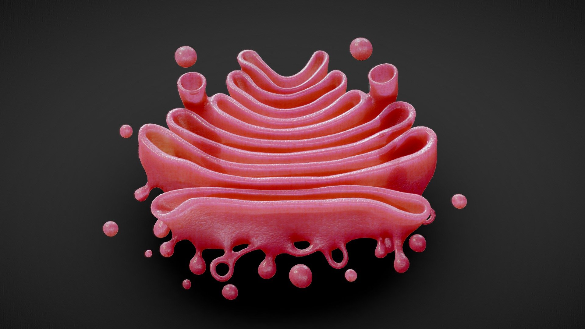 Golgi Apparatus Anatomy

The Golgi apparatus , also known as the Golgi complex, Golgi body, or simply the Golgi, is an organelle found in most eukaryotic cells.Part of the endomembrane system in the cytoplasm, it packages proteins into membrane-bound vesicles inside the cell before the vesicles are sent to their destination. It resides at the intersection of the secretory, lysosomal, and endocytic pathways.




Format: FBX, OBJ, MTL, STL, glb, glTF, Blender v3.5.1

Optimized UVs (Non-Overlapping UVs)

PBR Textures | 1024x1024 - 2048x2048 - 4096x4096 | (1K, 2K, 4K - Jpeg, Png)

Base Color (Albedo)

Normal Map

AO Map

Metallic Map

Roughness Map

Height Map
