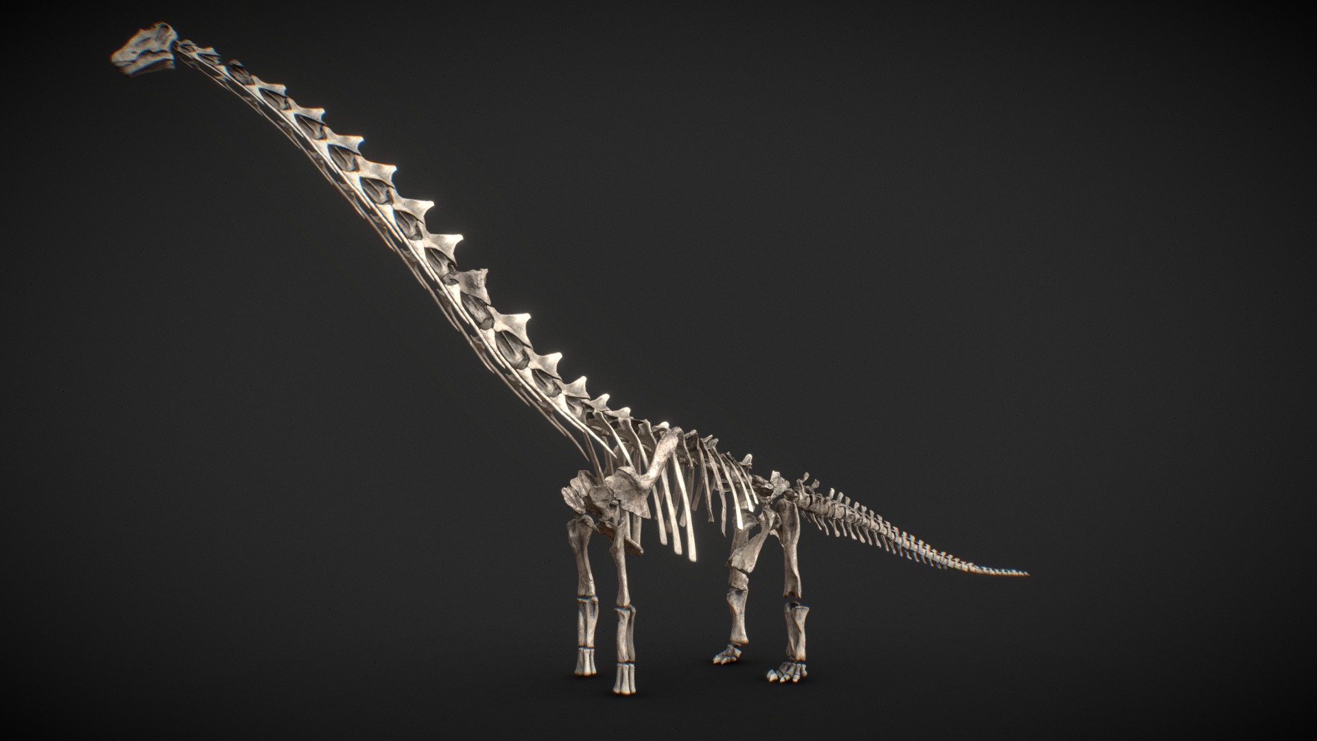 Low poly reconstructed skeleton of the giant sauropod Dreadnoughtus schrani from Southern Patagonia, Argentina. Dreadnoughtus lived during the Late Cretaceous some 70 to 76 million years ago.

The missing elements have been filled in with my own sculpted bones based on other titanosaurs. Existing bones themselves have not been repaired. Only two vertebrae have been only very slightly uncrushed.

Modified from https://skfb.ly/BSDy by dinosaurhunter under the CC Attribution licence.

From Lacovara et al., 2014