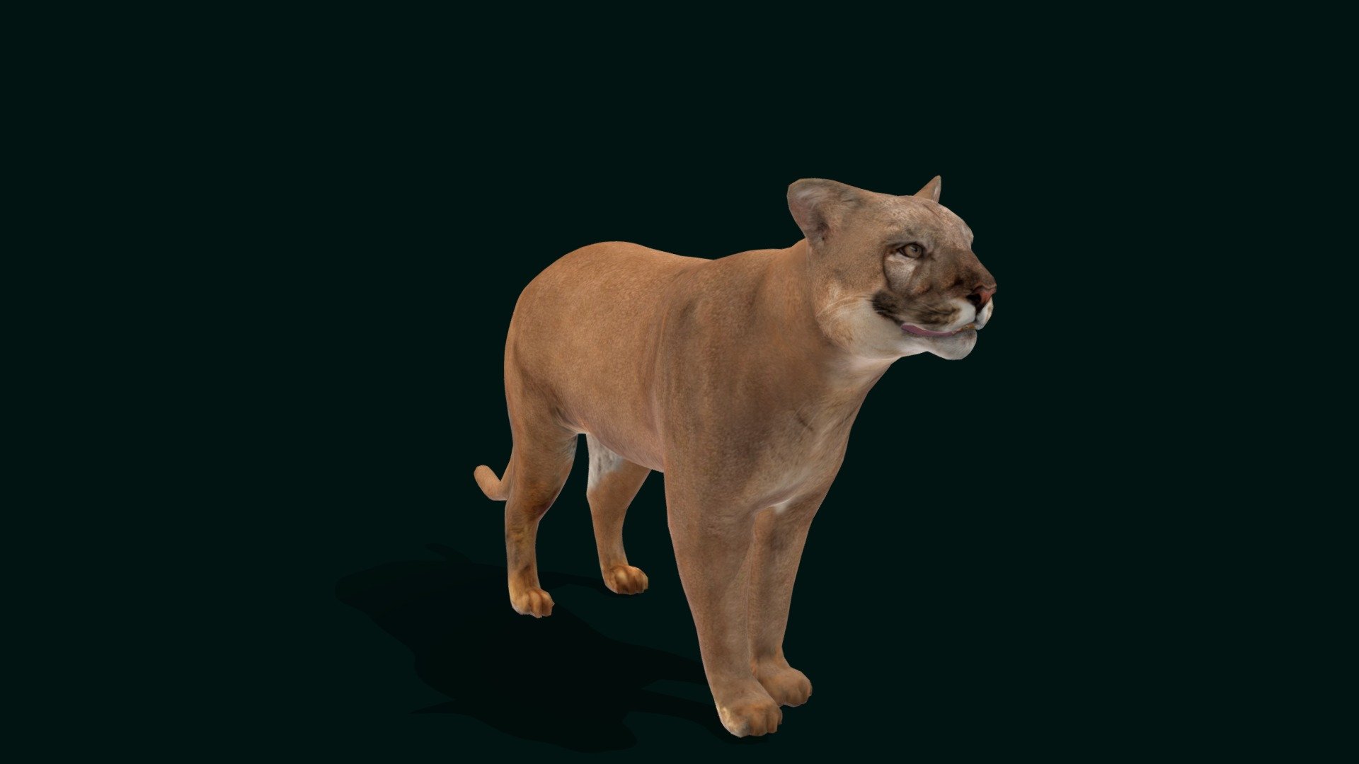 

Florida Panther  (Puma) Endangered, Mammalia

Puma concolor Animal Mammal ( Mountain Lion ,Catamount) Cougar ,Large Cat

1 Draw Calls

Lowpoly

Game Ready Asset

Subdivision Surface Ready

Single Animations

4K PBR Textures Materials

Unreal FBX (Unreal 4,5 Plus)

Unity FBX

Blend File 3.6.5 LTS

USDZ File (AR Ready). Real Scale Dimension (Xcode ,Reality Composer, Keynote Ready)

Textures Files

GLB File (Unreal 5.1 Plus Native Support)

Gltf File ( Spark AR, Lens Studio(SnapChat) , Effector(Tiktok) , Spline, Play Canvas,Omiverse ) Compatible



Triangles -11901

Faces     -6197

Edges     -12215

Vertices  -6030

Diffuse, Metallic, Roughness , Normal Map ,Specular Map,AO,

The cougar, also known as the puma, mountain lion, catamount, or panther, is a large cat native to the Americas, second in size only to the stockier jaguar. They are not technically grouped with the &ldquo;true