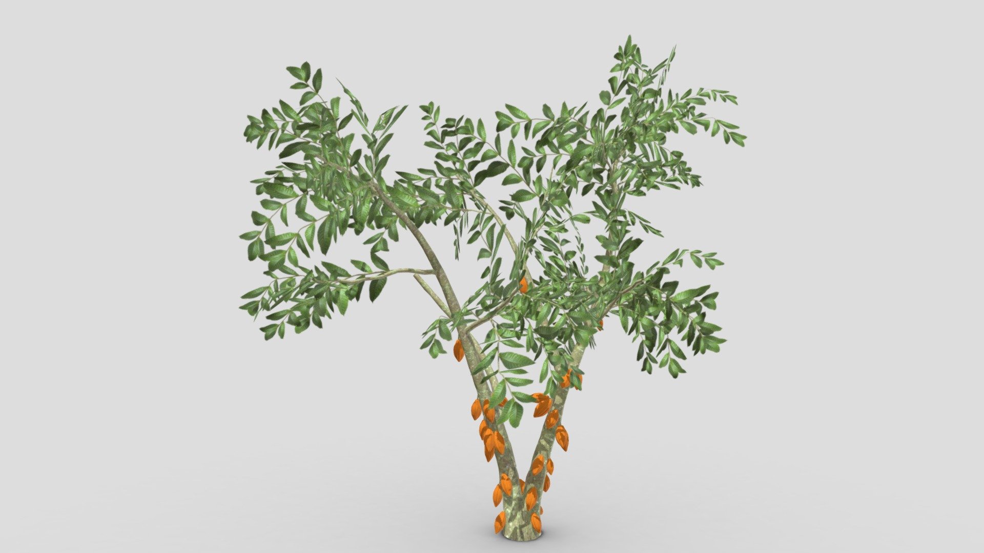 This is a 3D low poly model of a Cacao tree that you can use in your projects.

Info:

Theobroma cacao is a small evergreen tree in the family Malvaceae. Its seeds, cocoa beans, are used to make chocolate liquor, cocoa solids, cocoa butter, and chocolate. Native to the tropics of the Americas, the largest producer of cocoa beans in 2018 was Ivory Coast, at 2.2 million tons.