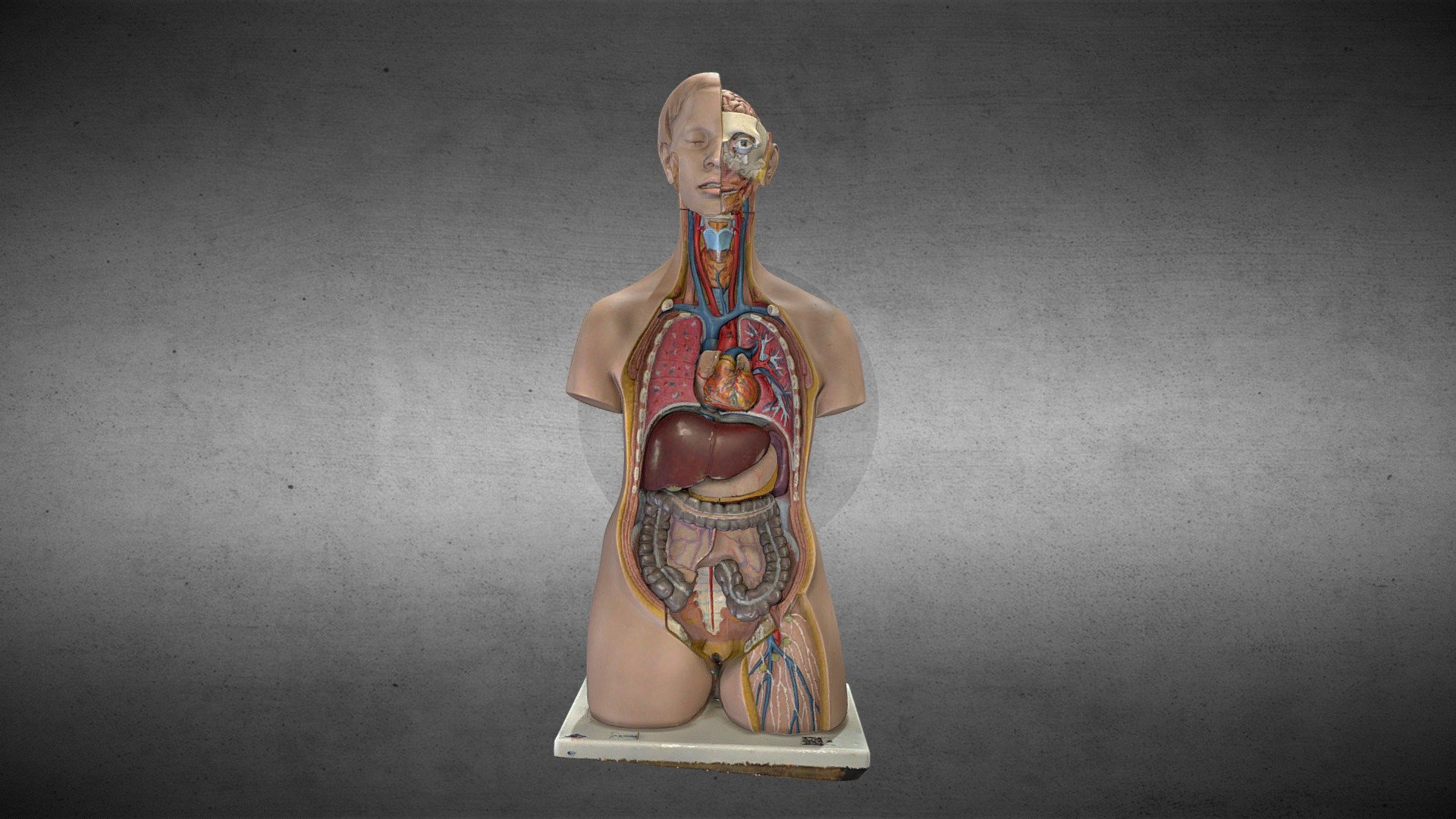 Replica del tronco que muestra los órganos internos obtenido del laboratorio de anatomía humana de  la Universidad Austral de Chile.

Replica of the trunk that shows the internal organs of the abdomen, obtained from the humana anatomy laboratory of the Universidad Austral de Chile.

Full HD to print
Format: STL and PLY

Puedes visitarnos en: https://anatomiahumana3d.com
Visit us on: https://3dhumananatomy.org