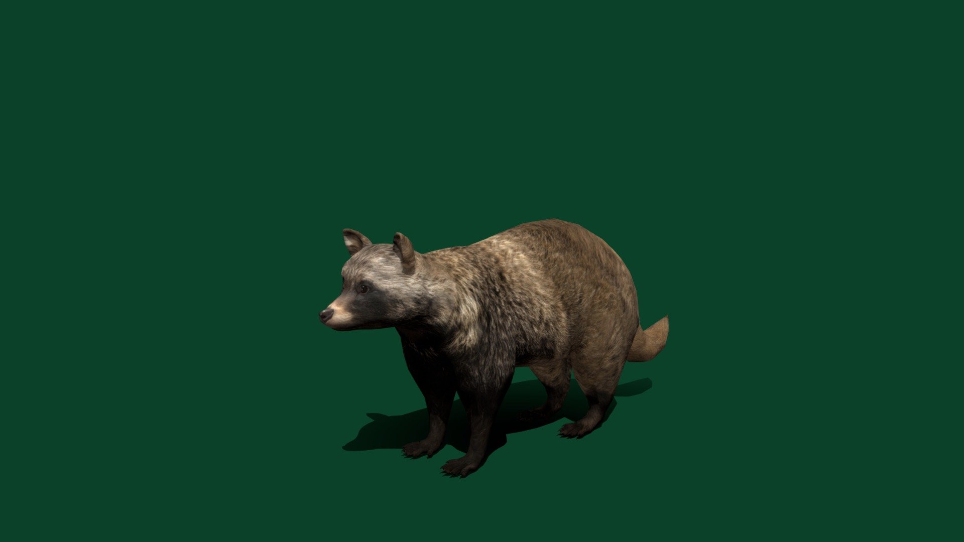

Common Raccoon dog(Chinese or Asian Raccoon dog )  fox-like canid 

Nyctereutes procyonoides Canidae Mammal ( small, heavy-set Carnivora )

1 Draw Calls

GameReady 

15 Animations

4K PBR Textures Material

Unreal FBX

Unity FBX  

Blend File 

USDZ File (AR Ready). Real Scale Dimension

Textures Files

GLB File

Gltf File ( Spark AR, Lens Studio(SnapChat) , Effector(Tiktok) , Spline, Play Canvas ) Compatible

Triangles : 8356

Vertices  : 4201

Faces     : 4210

Edges     : 8406

Diffuse , Metallic, Roughness , Normal Map ,Specular Map,AO,
 
The common raccoon dog, also called the Chinese or Asian raccoon dog to distinguish it from the Japanese raccoon dog, is a small, heavy-set, fox-like canid native to East Asia. Named for its raccoon-like face markings, it is most closely related to foxes. Wikipedia
Family: Canidae
Scientific name: Nyctereutes procyonoides