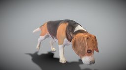 Beagle 40 beast, archviz, scanning, dog, pet, animals, mammal, hunting, puppy, domestic, doggy, corgi, canine, beagle, beagle-dog, photoscan, photogrammetry, game, lowpoly, animal, highpoly, deep3dstudio, corgie