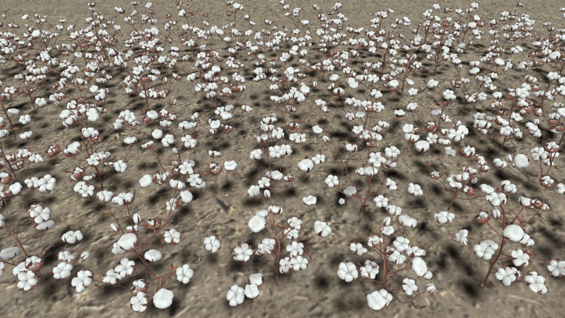 Cotton plantation