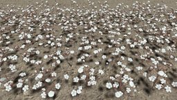 Cotton Plantation ranch, farm, estate, cotton, wool, plantation, homestead, fleece